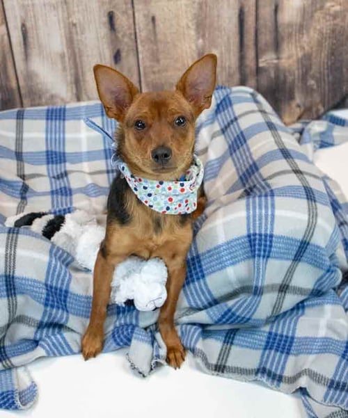 BRIX - Chihuahua available for adoption