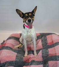 Darla - Photo 6