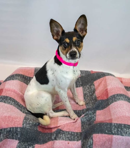 DARLA - Rat Terrier / Jack Russell Terrier available for adoption