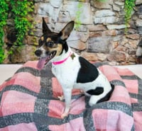 Darla - Photo 5
