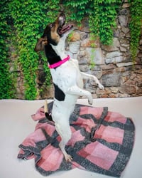 Darla - Photo 3