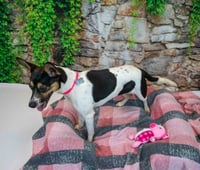 Darla - Photo 4