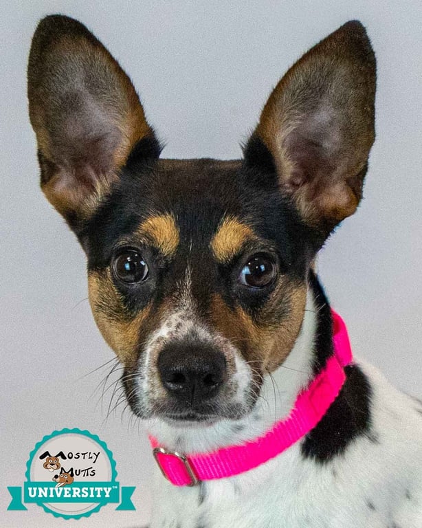 Darla Image