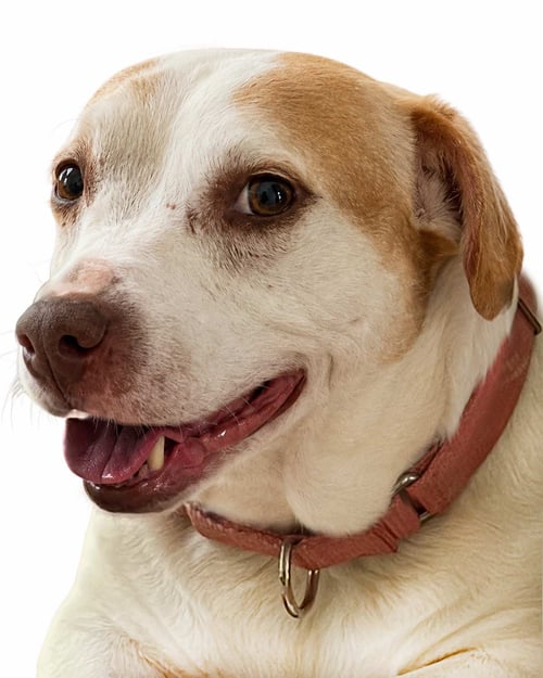 DELILAH FKA KATYA - Terrier available for adoption