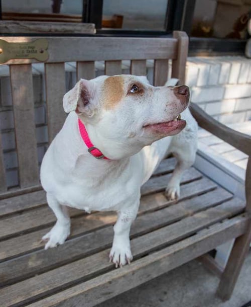 DELILAH FKA KATYA - Terrier available for adoption