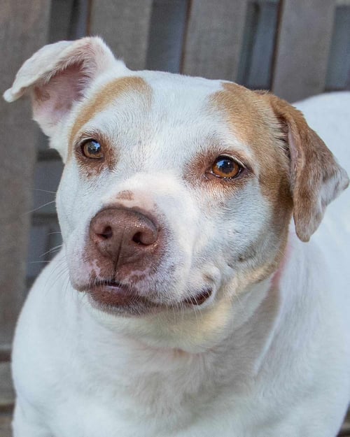 DELILAH FKA KATYA - Terrier available for adoption