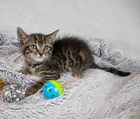 Sheldon - Photo 2