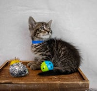 Sheldon - Photo 3