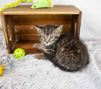 Sheldon - Photo 4