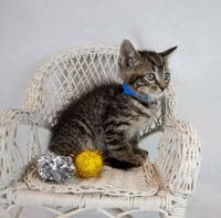 Sheldon - Photo 5
