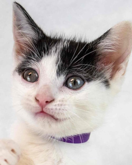 TULIP - Domestic Short Hair for adoption in Atlanta