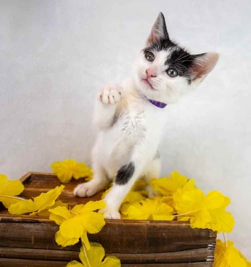 TULIP - Domestic Short Hair available for adoption