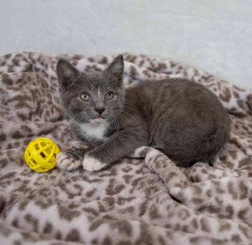 DAFFODIL - Domestic Short Hair available for adoption