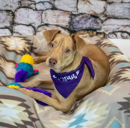 CHEYENNE - Terrier / Retriever available for adoption