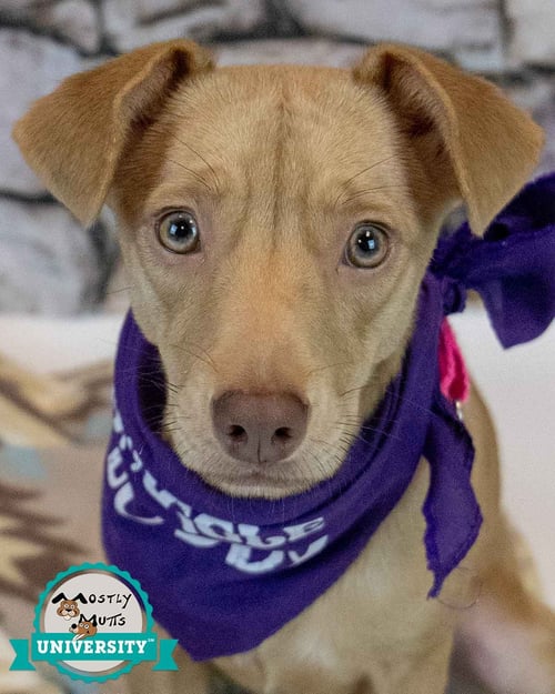 CHEYENNE - Terrier / Retriever available for adoption