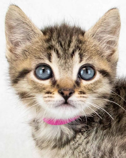 SHANNON - Domestic Short Hair / Tabby available for adoption