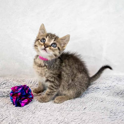 SHANNON - Domestic Short Hair / Tabby available for adoption