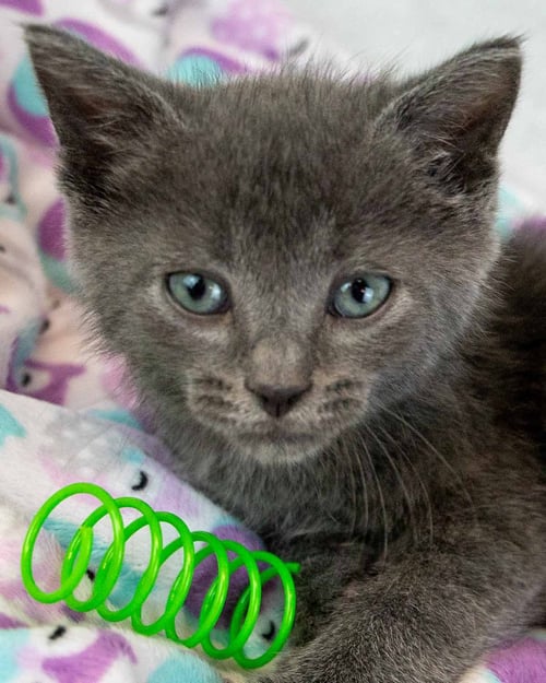 DOBBY - Domestic Short Hair available for adoption