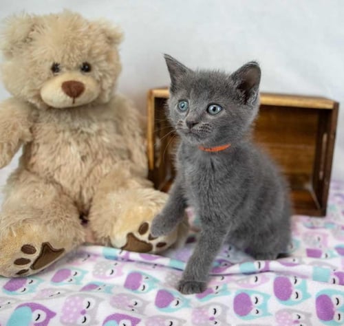 DOBBY - Domestic Short Hair available for adoption