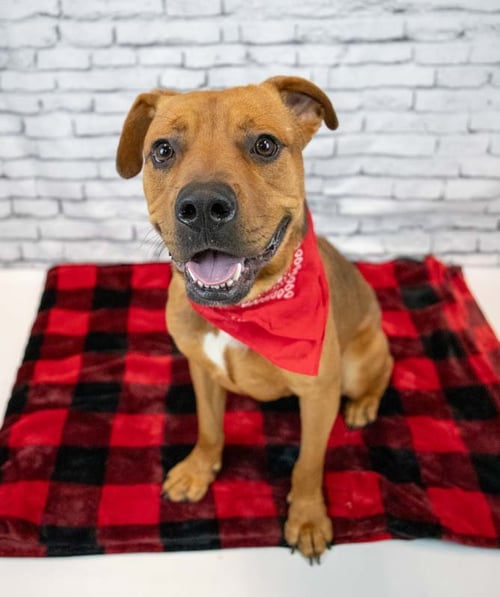 WILSON - Bulldog / Boxer available for adoption
