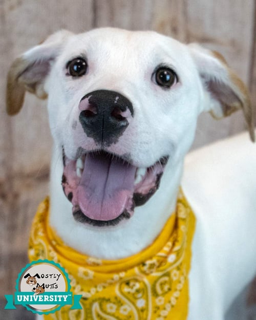 JERICHO - Hound / American Bulldog available for adoption