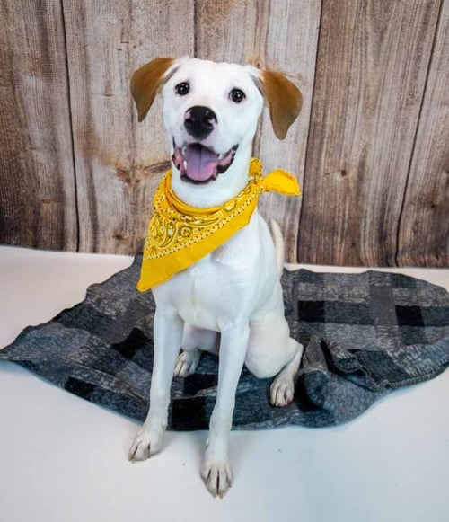JERICHO - Hound / American Bulldog available for adoption