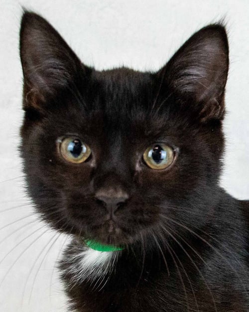 MULDER - Domestic Short Hair available for adoption