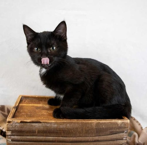 MULDER - Domestic Short Hair available for adoption