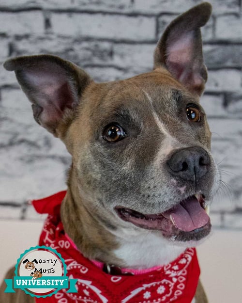 GLYNNIS - Terrier available for adoption