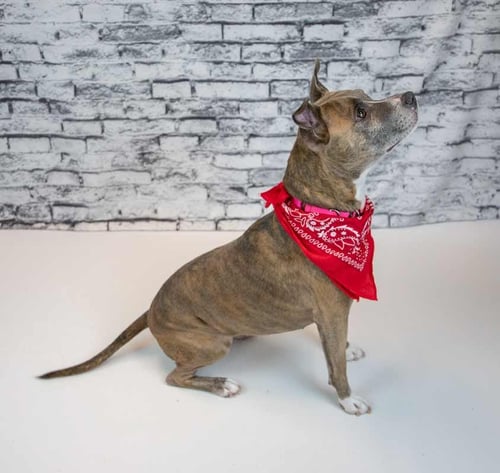 GLYNNIS - Terrier available for adoption