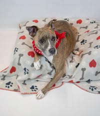 Glynnis - Photo 3
