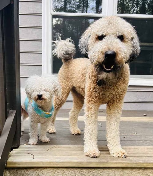 NEO - Bichon Frise / Poodle (Miniature) available for adoption