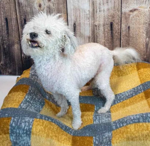 NEO - Bichon Frise / Poodle (Miniature) available for adoption