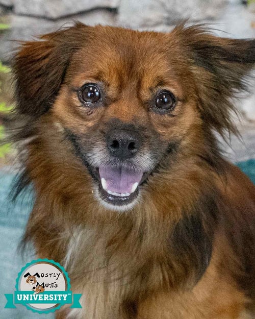 ELIAS - Spaniel available for adoption