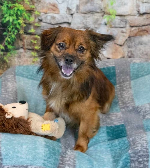 ELIAS - Spaniel available for adoption