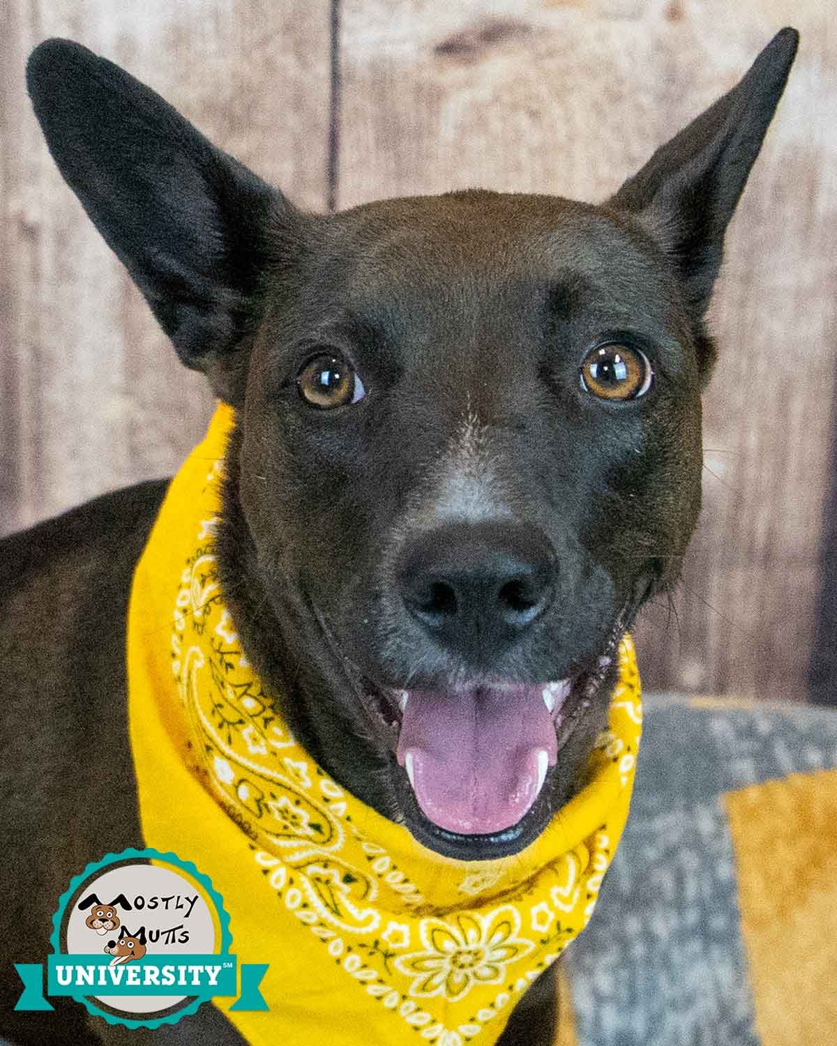 BIANCA - Terrier / Labrador Retriever available for adoption