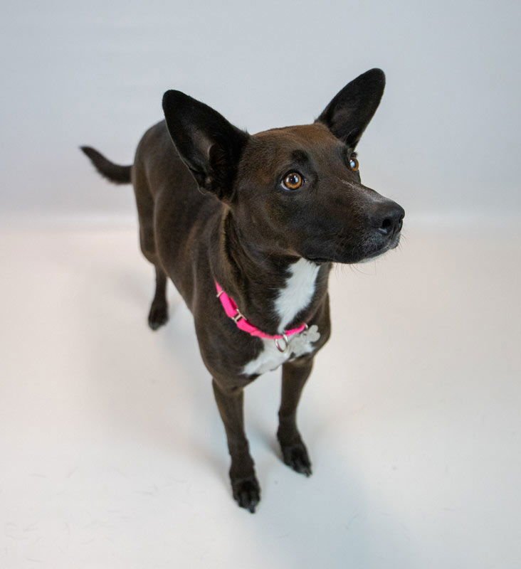 BIANCA - Terrier / Labrador Retriever available for adoption
