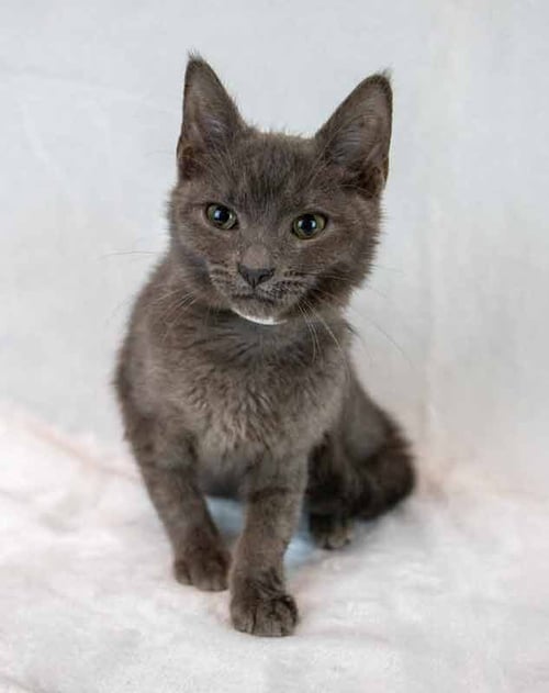 MOONLIGHT - Domestic Short Hair available for adoption