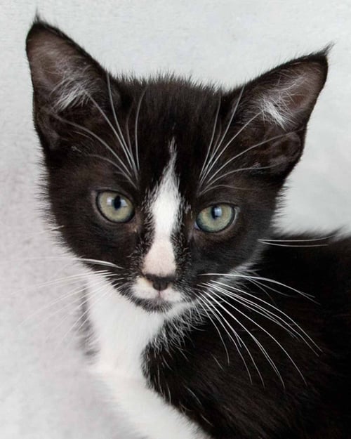 FLIP FLOP - Domestic Short Hair / Tuxedo available for adoption