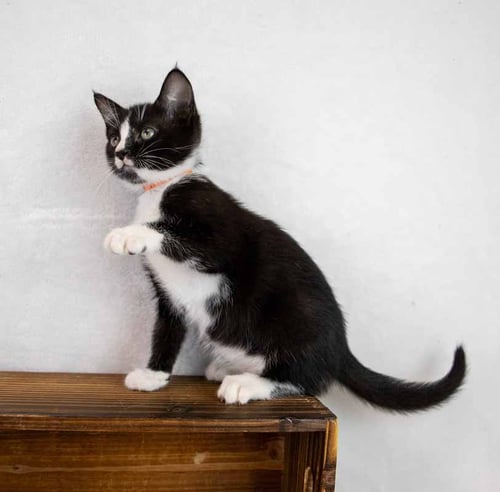FLIP FLOP - Domestic Short Hair / Tuxedo available for adoption