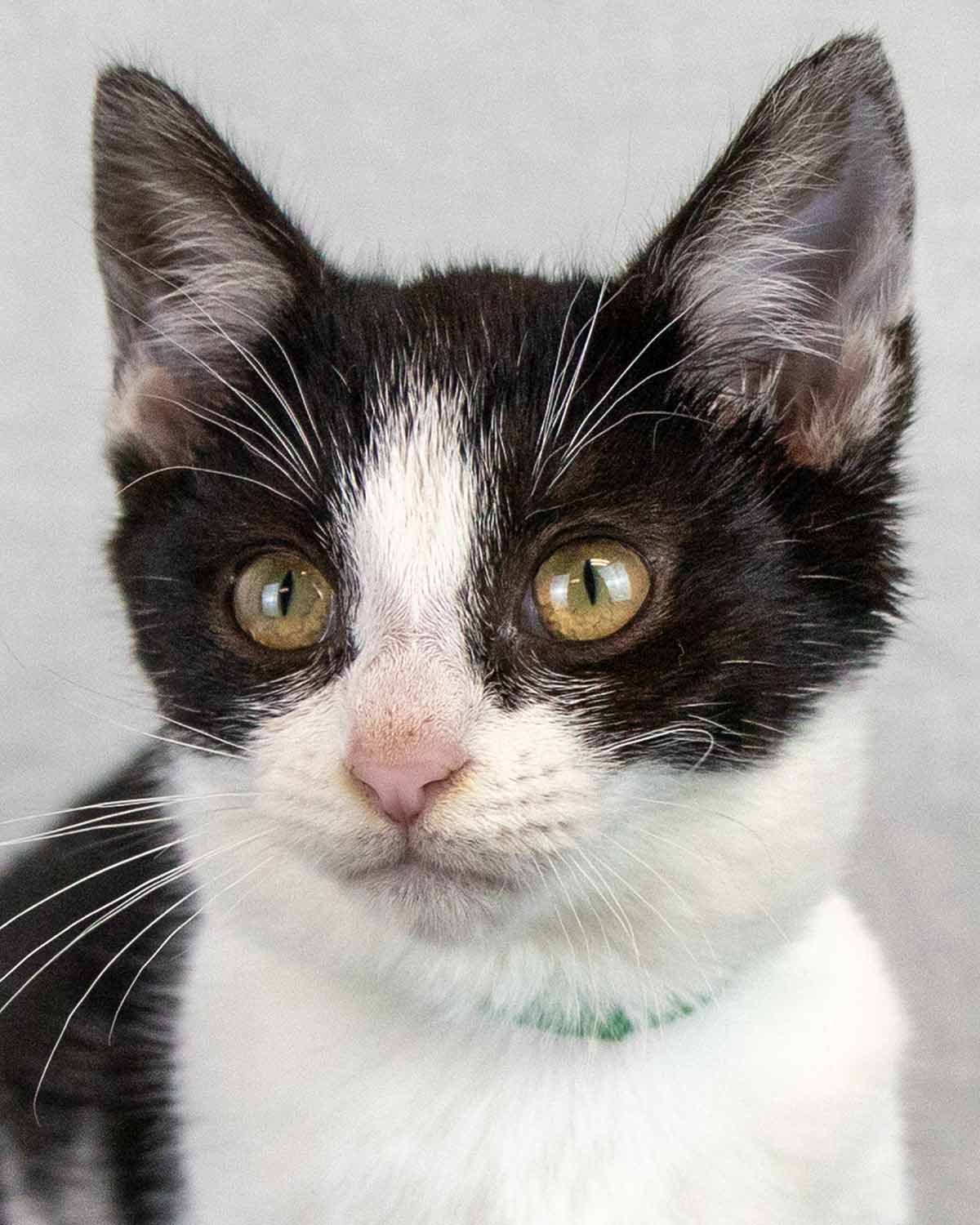 EMERALD - Domestic Short Hair available for adoption