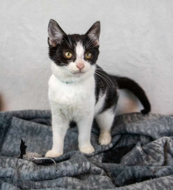 EMERALD - Domestic Short Hair available for adoption