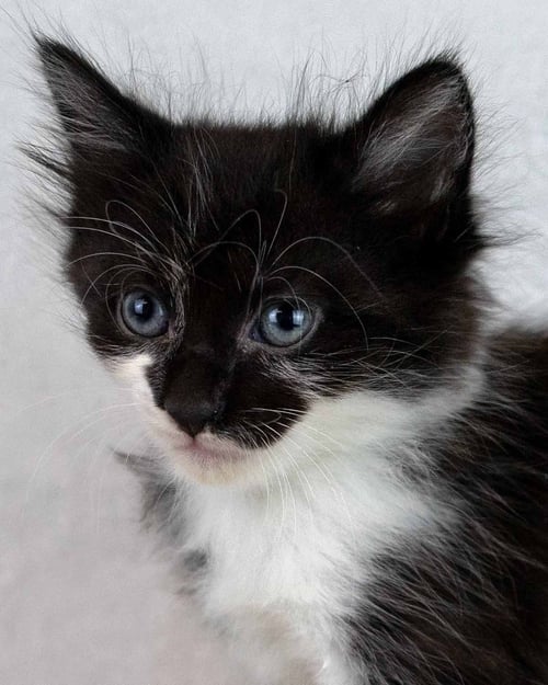 SOUFFLE - Domestic Medium Hair / Tuxedo for adoption in Atlanta