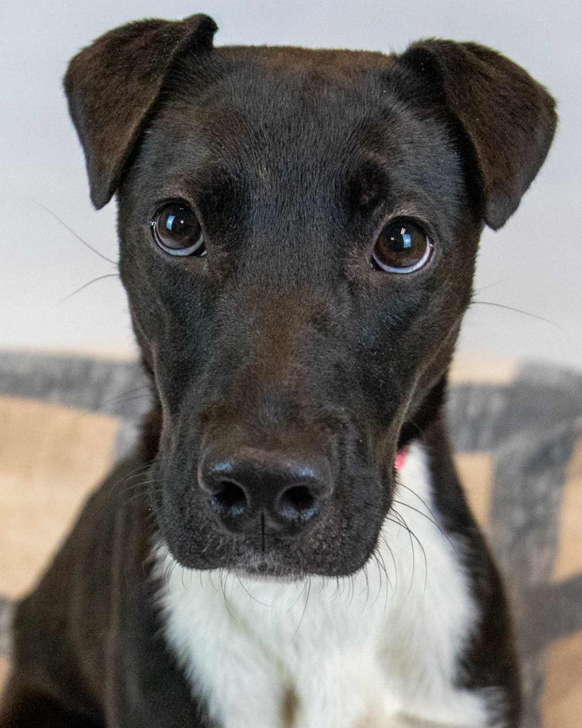 KATYA - Border Collie / Labrador Retriever available for adoption