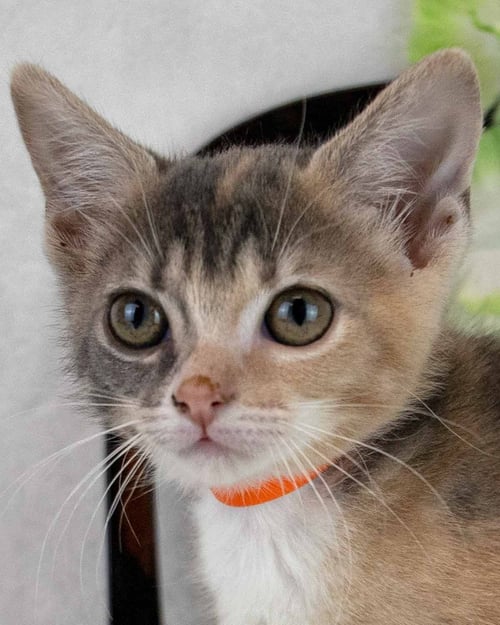KAMDEN - Domestic Short Hair / Dilute Calico for adoption in Roswell