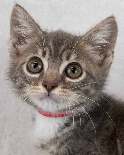 LIL - Domestic Short Hair / Tabby available for adoption