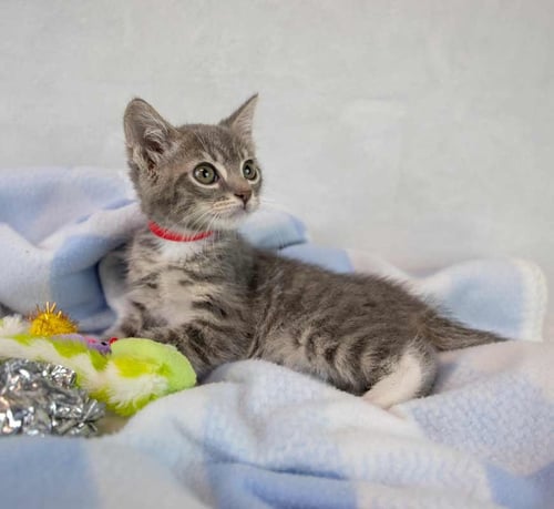 LIL - Domestic Short Hair / Tabby available for adoption