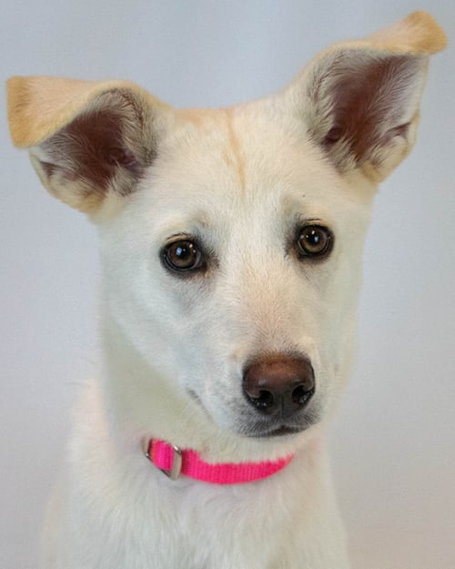 JELLY BEAN - Husky / Shepherd available for adoption