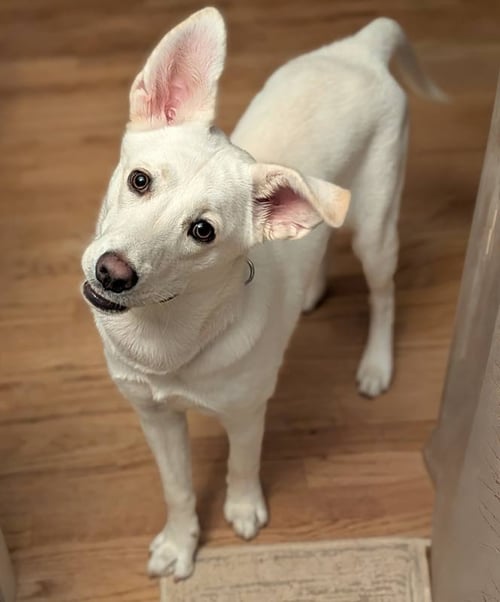 JELLY BEAN - Husky / Shepherd available for adoption