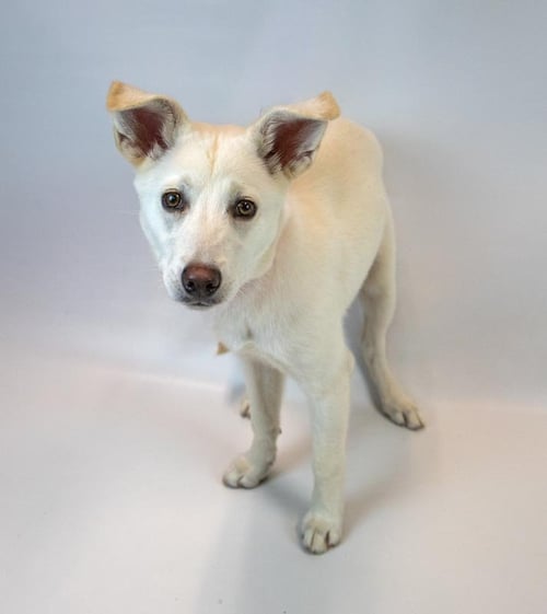 JELLY BEAN - Husky / Shepherd available for adoption